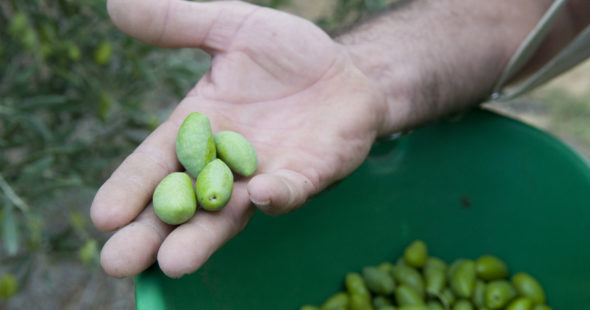 3min pour tout savoir sur…l’huile d’olive