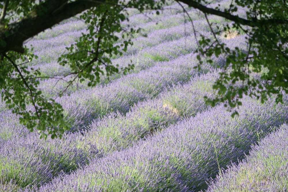 Essentiel de Lavande, champ de lavande en fleur