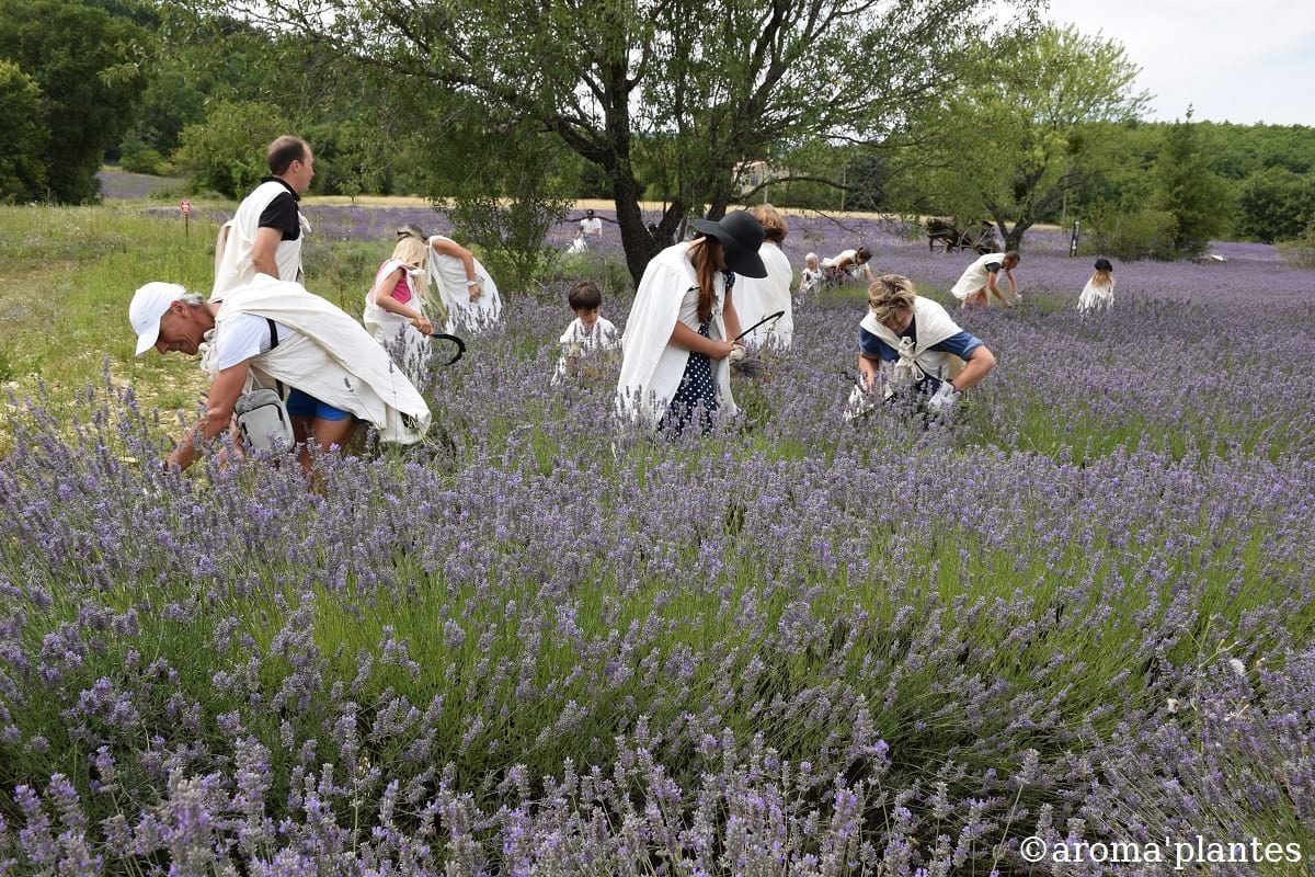 Aroma'plantes Sortie Lavande ©Aroma'Plantes
