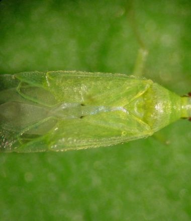 SAVEOL – LA FERME AUX INSECTES (actuellement fermée pour travaux)