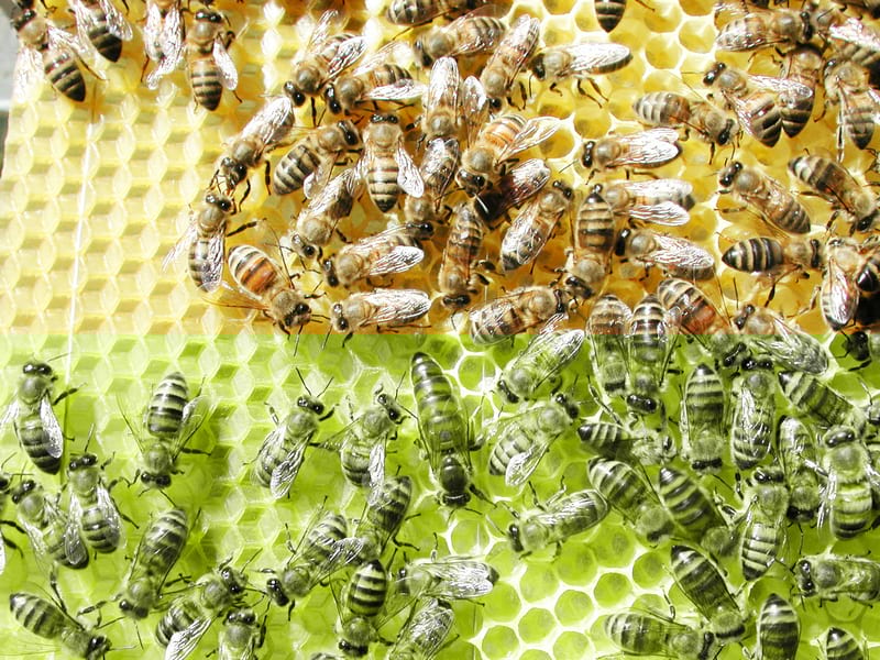 Cadre d'abeilles Apiland