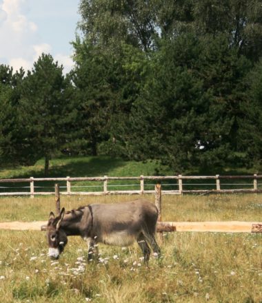 TÉLIANE, UN ÉLEVAGE D’ÂNESSES LAITIÈRES