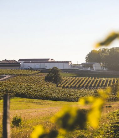 Découverte entre vignes et distillerie