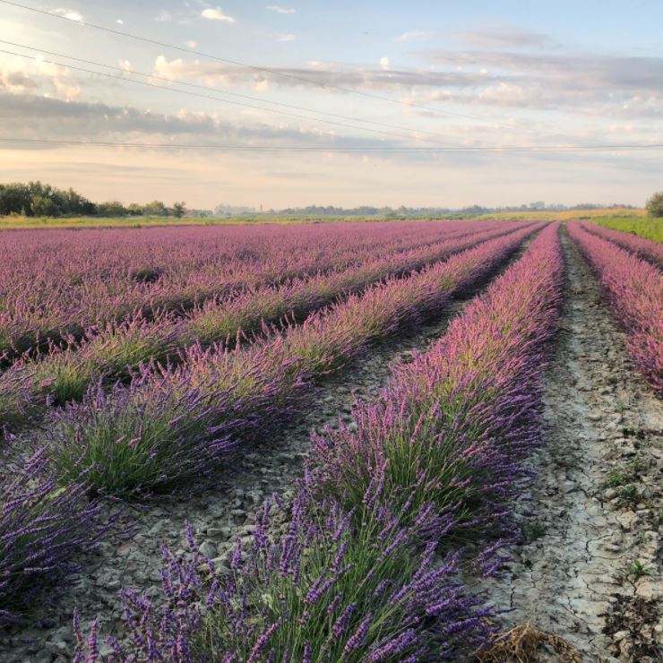 Un Mas en Provence_Capture champs lavande
