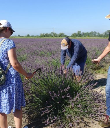 UN MAS EN PROVENCE / ATELIER CUEILLETTE ET DISTILLATION