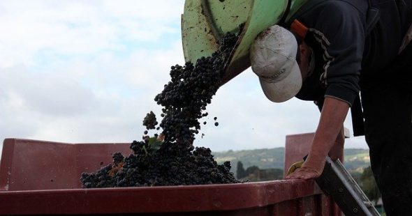 5 choses que vous ne savez peut-être pas sur le Beaujolais nouveau