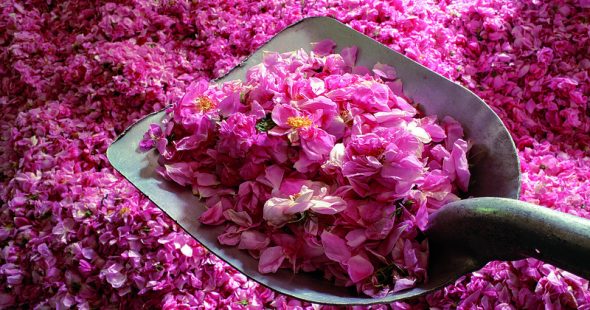 Journée du parfum :  7 visites pour éveiller vos sens🌸