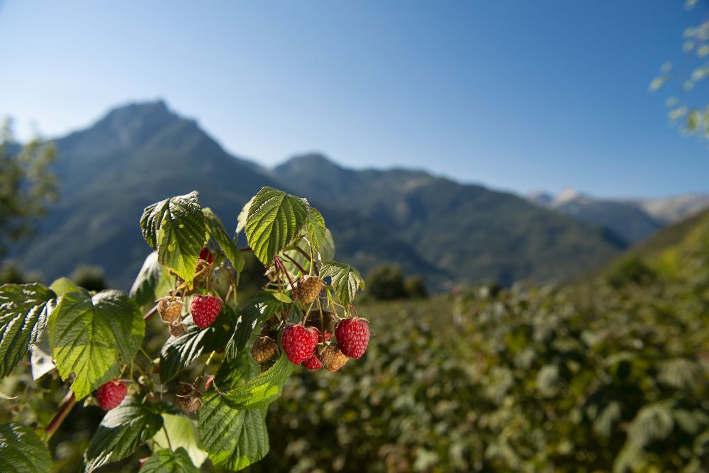 Liqueur de Framboise Bio lachanenche