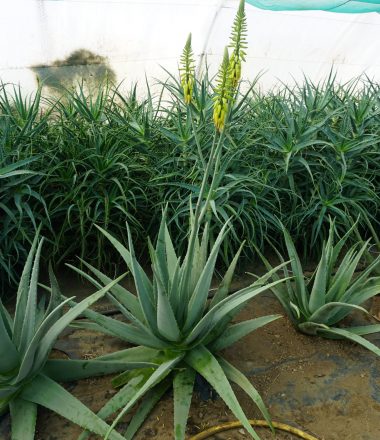 ATELIERS ALOE VERA