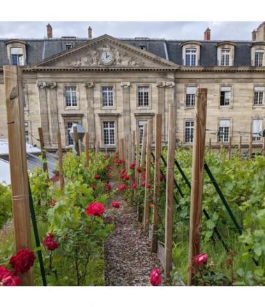 VIGNOBLE EN TOITURE – LE MARAIS