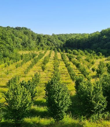 HUILERIE ERROTA – LA NOISETTE BASQUE
