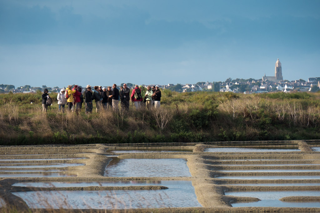 Visite Terre de Sel : Musée, Visite d'entreprise, Lieu d'observation faune  ou flore à GUERANDE