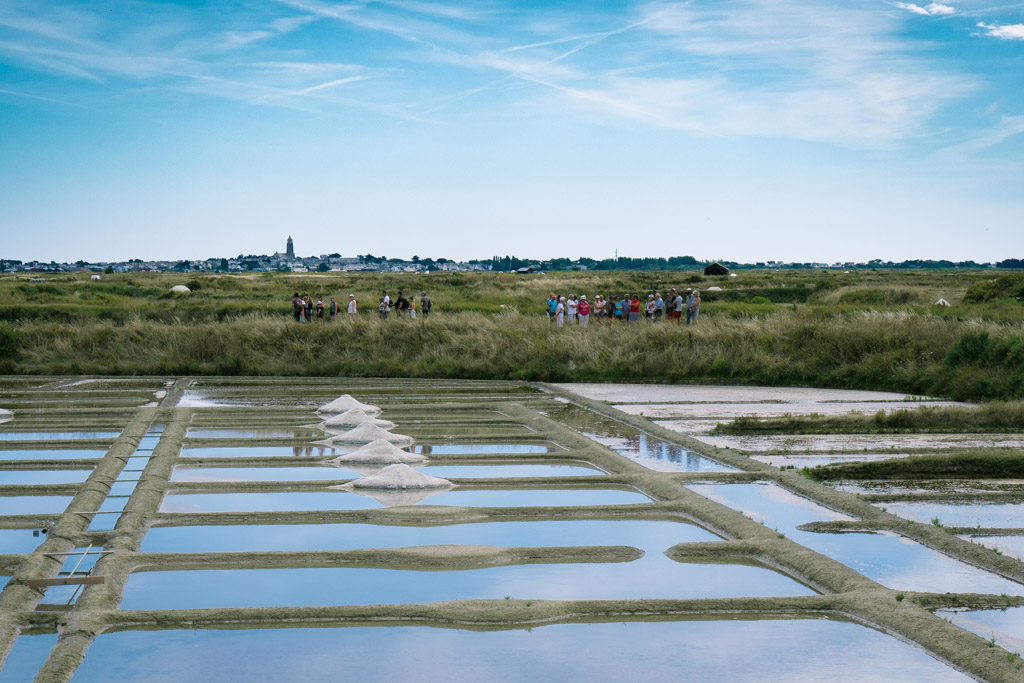 Visite Terre de Sel : Musée, Visite d'entreprise, Lieu d'observation faune  ou flore à GUERANDE